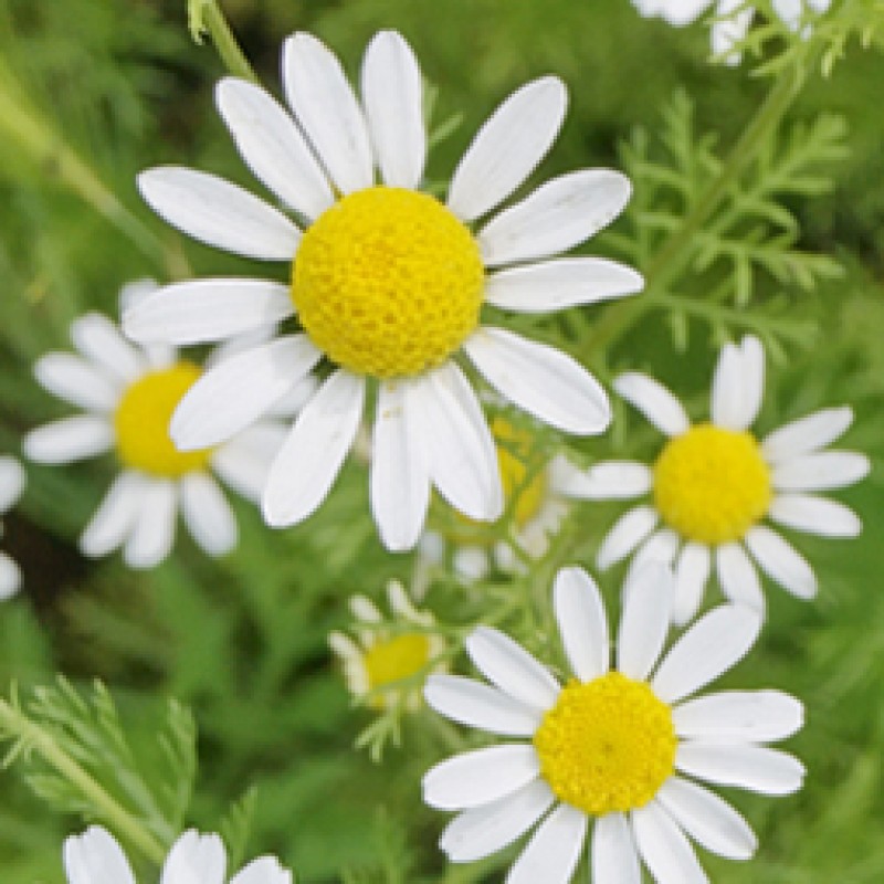 CHAMOMILE (2)